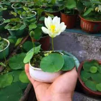 7a-lotus plant-7563828-64355.webp